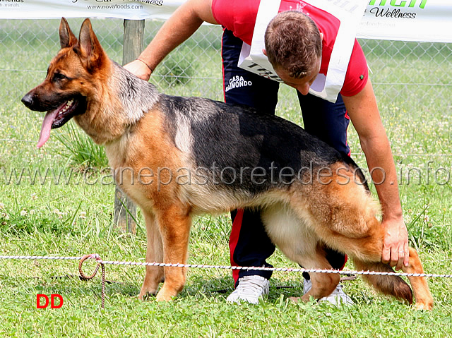 yuma-dei-monti-della-laga-2-MB-cucciolone-femmine-.jpg - Yuma dei Monti della Laga 2 MB Cucciolone femmine