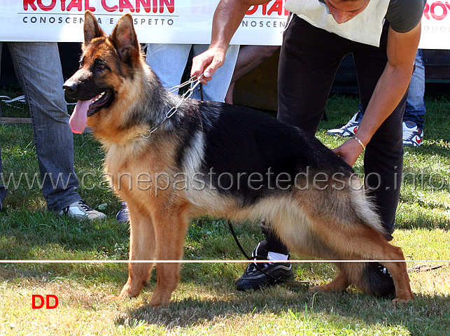 chira-di-casa-max-4mb-cucciolone-femmine.jpg - Chira di Casa Max 4 MB Cucciolone femmine
