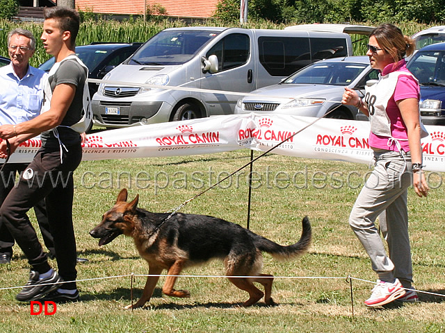 cucciolone-femmine-nausica-della-valnontey.jpg - Cucciolone femmine Nausica della Valnontey 