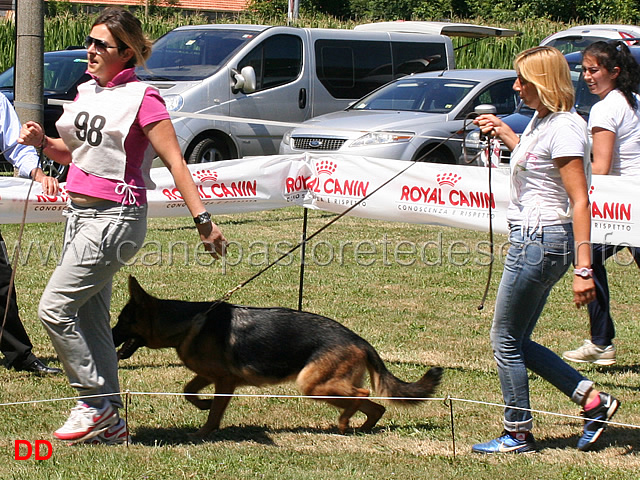 cucciolone-femmine-siria-di-chiaromantello.jpg - Cucciolone femmine Siria di Chiaromantello 