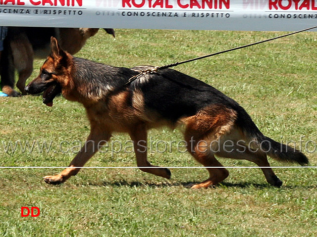 diana-della-valcuvia-04.jpg -   Diana della Valcuvia 