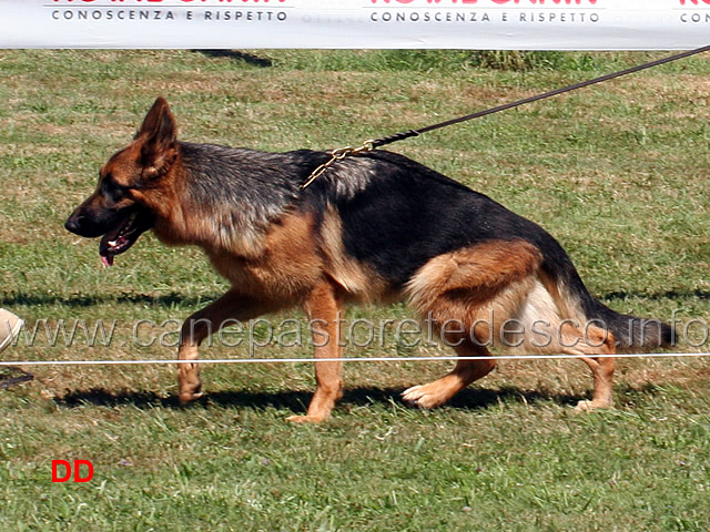 diana-della-valcuvia.jpg -   Diana della Valcuvia 