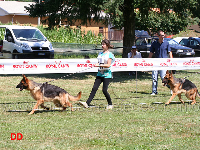 partenza-cucciolone-femmine-desy-di-casa-cip-e-diana-della-valcuvia.jpg - Partenza cucciolone femmine Desy di Casa Cip e Diana della Valcuvia 