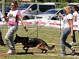 cucciolone-femmine-siria-di-chiaromantello