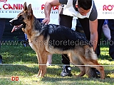 luce-von-goldenen-strand-1mp-juniores-femmine