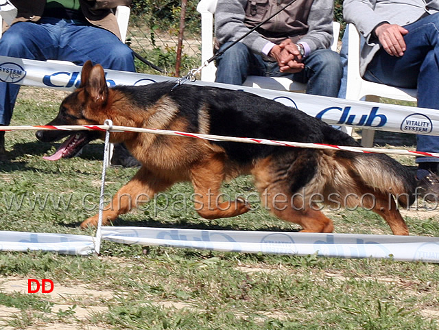 aiko-di-casa-lupo.jpg - Aiko di Casa Lupo 