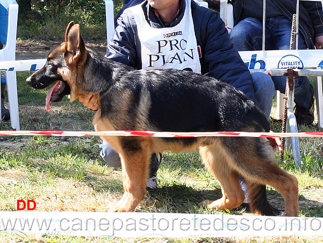 buk-8mp-baby-maschi.jpg - Buk 8  MP Baby maschi 