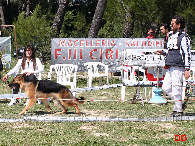 cucciolone-femmine-diva.jpg - Cucciolone femmine Diva