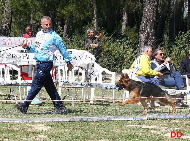 cucciolone-femmine-zelin-di-villa-rostom.jpg - Cucciolone femmine Zelin di Villa Rostom 