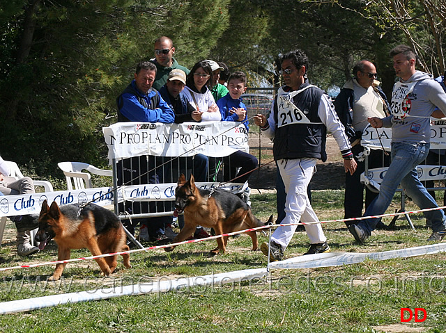 juniores-femmine-di-casa-pellicani-nora-cleo-di-casa-massarelli.jpg - Classe Juniores femmine Di Casa Pellicani Nora e Cleo di Casa Massarelli 
