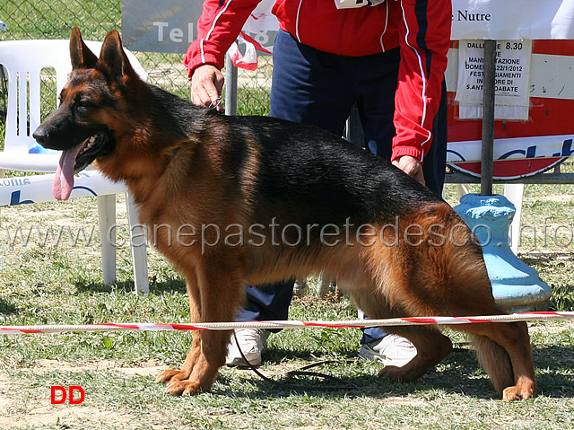 kevin-di-casa-schwarz-1mb-giovanissimi-maschi.jpg - Kevin di Casa Schwarz 1 MB Giovanissimi maschi 