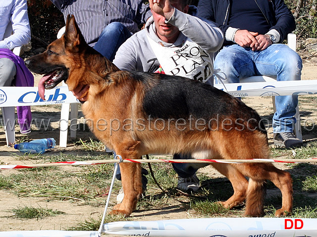 rambo-zellwaldrand-1ecc-lavoro-maschi.jpg - Rambo Zellwaldrand 1 Ecc Lavoro maschi 