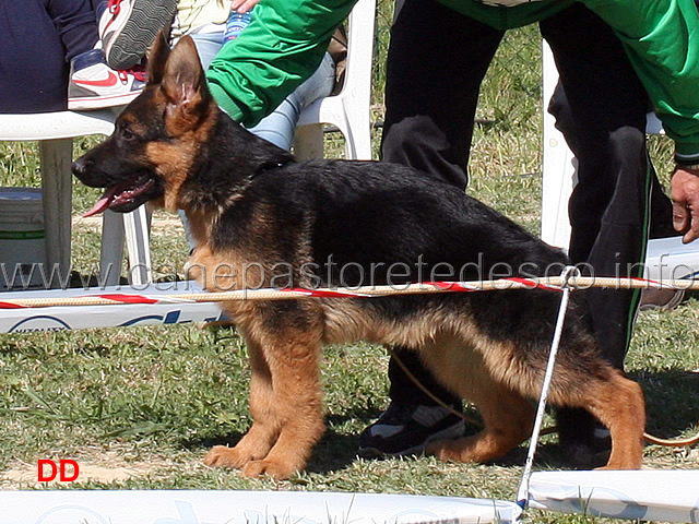 russel-6mp-baby-maschi.jpg -  Russel 6 MP Baby maschi 