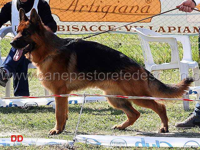sony-1b-giovani-maschi.jpg - Sony 1B Giovani maschi 