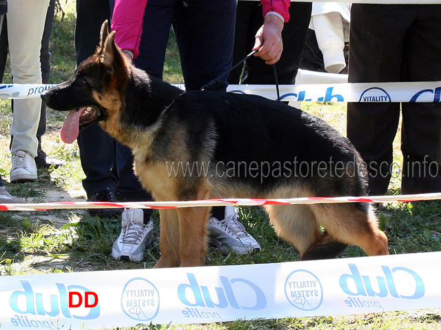 zagherias-aron-2mp-baby-maschi.jpg - Zagheria's Aron 2 MP Baby maschi 