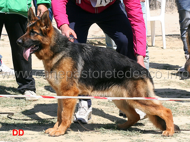 zelin-di-villa-rostom-2mb-cucciolone-femmine.jpg - Zelin di Villa Rostom 2 MB Cucciolone femmine 