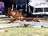 rambo-zellwaldrand-05