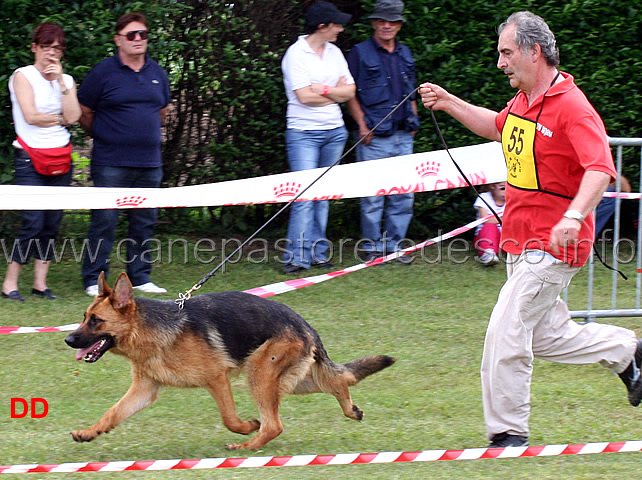 duska-di-croce-santo-spirito.jpg - Cucciolone femmine Duska di Croce Santo Spirito