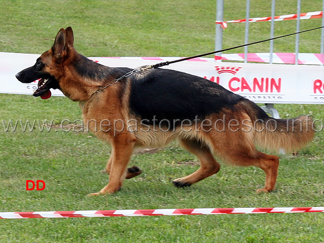 gana-v-feetback-04.jpg - Cucciolone femmine Gana v Feetback