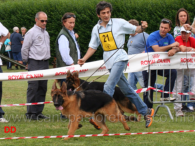 ghero-della-vignazzola-e-tiger-von-aurelius-.jpg - Juniores maschi Ghero della Vignazzola e Tiger v. Aurelius