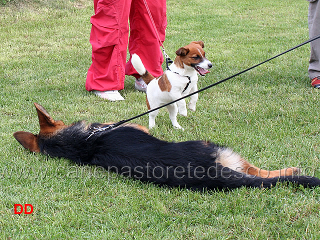 la-rivincita-dei-piccoli-jack-russel-alla-riscossa.jpg - La rivincita dei piccoli. Jack Russel alla riscossa