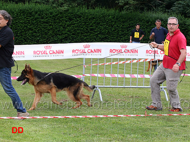 partenza-juniores-maschi-tiger-von-aurelius.jpg - Juniores maschi Tiger von Aurelius