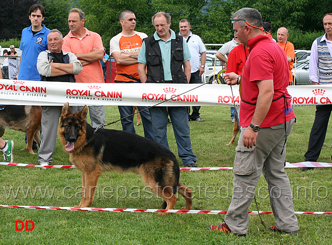 tiger-von-aurelius.jpg - Juniores maschi 3 MP Tiger von Aurelius