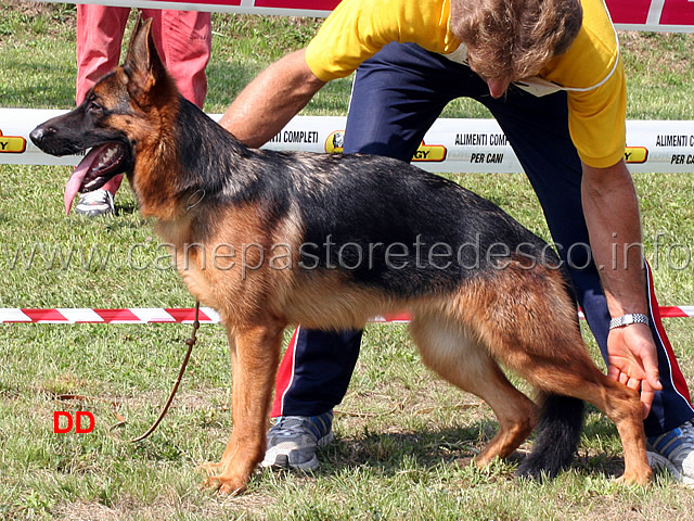 bella-del-frutteto-9mb-cucciolone-femmine.jpg - Bella del Frutteto 9 MB Cucciolone femmine