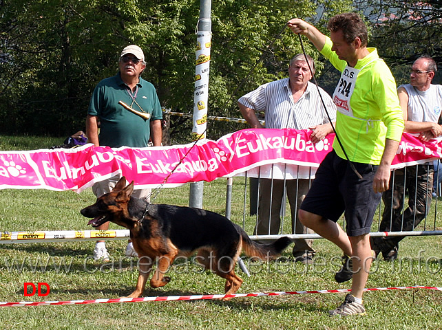 cucciolone-femmine-dorle-mailandermann.jpg - Cucciolone femmine Dorle von Mailandermann