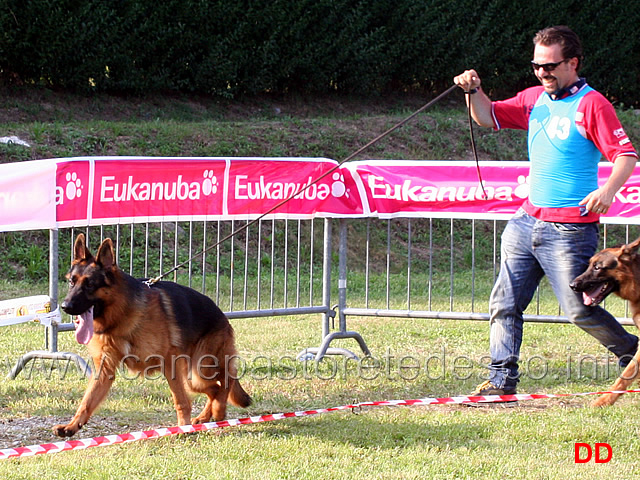 giovani-maschi-kevin-di-casa-schwarz.jpg - Giovani maschi Kevin di Casa Schwarz 