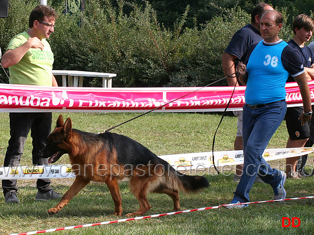 giovanissimi-maschi-almo-di-casa-piellier.jpg - Giovanissimi maschi Almo di Casa Piellier 