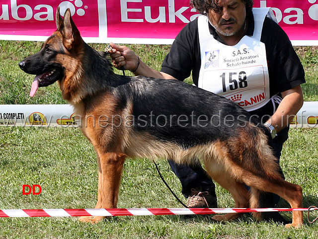 hafra-del-ceresio-2mb-cucciolone-femmine.jpg - Hafra del Ceresio 2 MB Cucciolone femmine