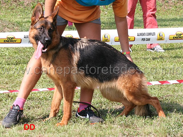 iana-di-casa-pastori-8mb-cucciolone-femmine.jpg - Iana di Casa Pastori 8 MB Cucciolone femmine