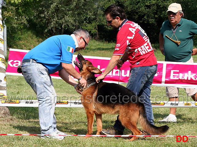 preparazione-alla-gara-giovanni-francomano-con-nasch-dei-colli-storici.jpg - Preparazione alla gara Giovanni Francomano con Nasch dei Colli Storici