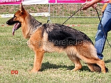 tecna-del-re-di-denari-3mp-juniores-femmine