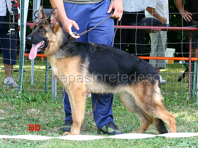 benny-della-padana-vescovana-4mp-juniores-femmine.jpg - Benny della Padana Vescovana 4 MP Juniores femmine