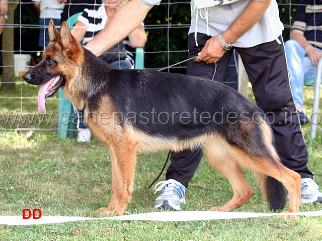 brina-dei-due-fiumi-1mb-cucciolone-femmine-02.jpg - Brina dei Due Fiumi 1MB Cucciolone femmine