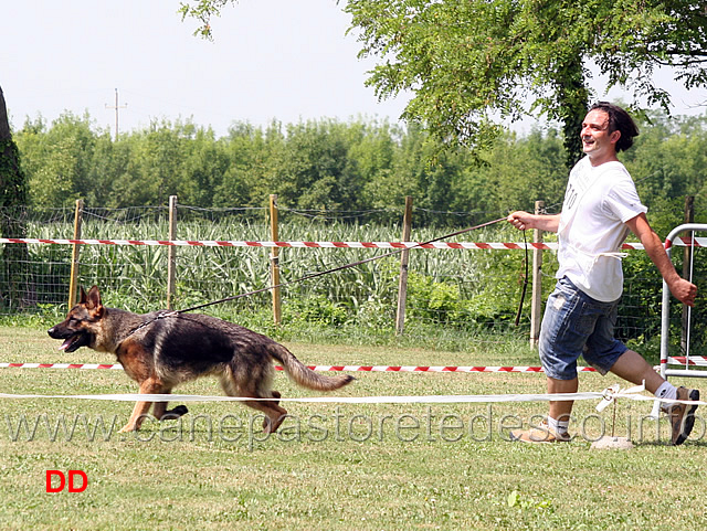 cuccioloni-maschi-anco-della-padana-vescovana.jpg - Cuccioloni maschi Anco della Padana Vescovana