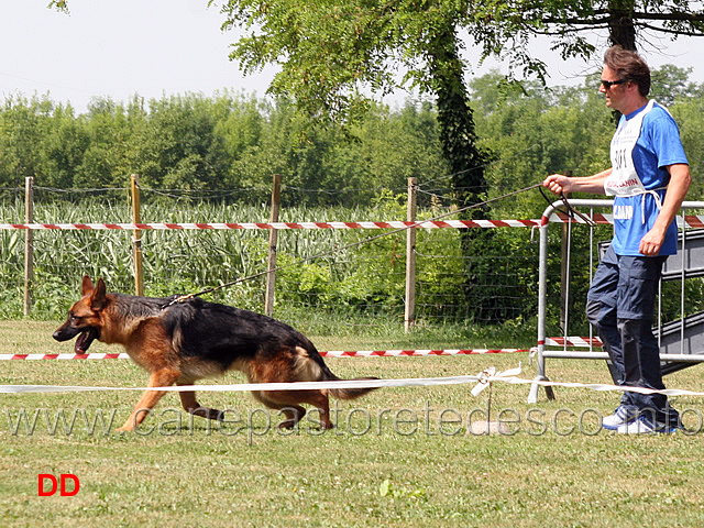 cuccioloni-maschi-marco-della-valzoldana.jpg - Cuccioloni maschi Marco della Valzoldana