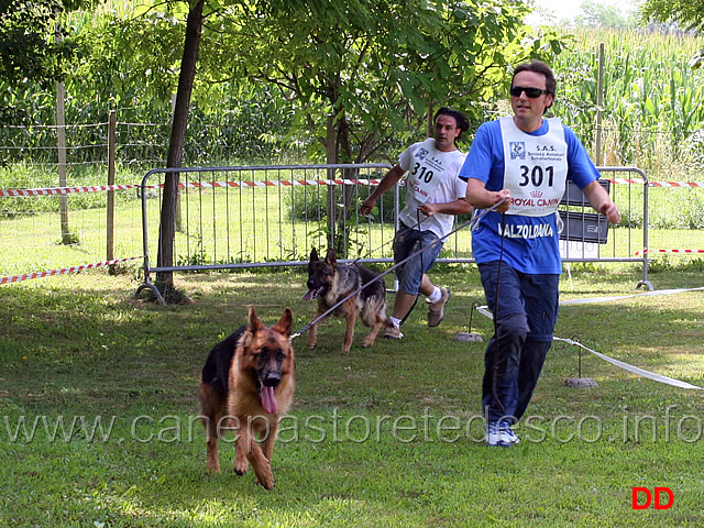 cuccioloni-maschi.jpg - Cuccioloni maschi Marco della Valzoldana e Anco della Padana Vescovana