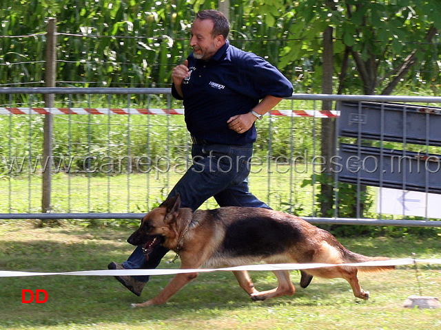 paolo-spaccini-con-freja-dell-alpe-adria-06.jpg - Paolo Spaccini con  Freja dell'Alpe Adria