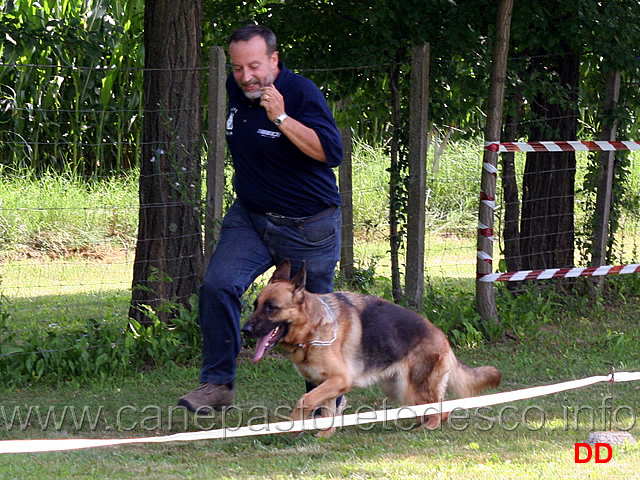 paolo-spaccini-con-freja-dell-alpe-adria-08.jpg - Paolo Spaccini con  Freja dell'Alpe Adria