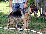 anco-della-padana-vescovana-2mb-cuccioloni-maschi