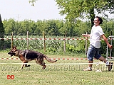 cuccioloni-maschi-anco-della-padana-vescovana