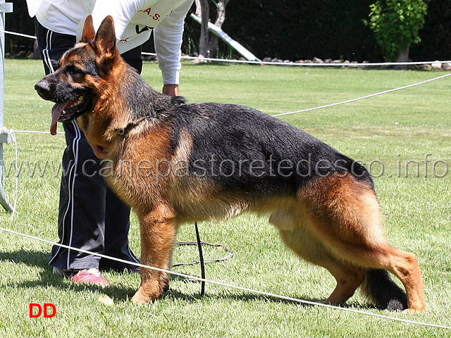 boris-degli-iapigi-1mb-giovanissimi-maschi.jpg -  Boris degli Iapigi 1 MB Giovanissimi maschi 