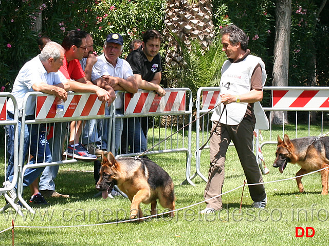 juniores-maschi-chevin-di-federico-II-di-svevia.jpg - Juniores maschi Chevin di Federico II di Svevia 