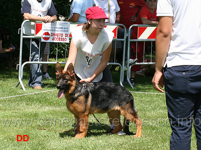 tyson-dell-elvide-condotto-da-elide-dell-atti-6mp-baby-maschi.jpg - Tyson dell'Elvide 6 MP Baby maschi 