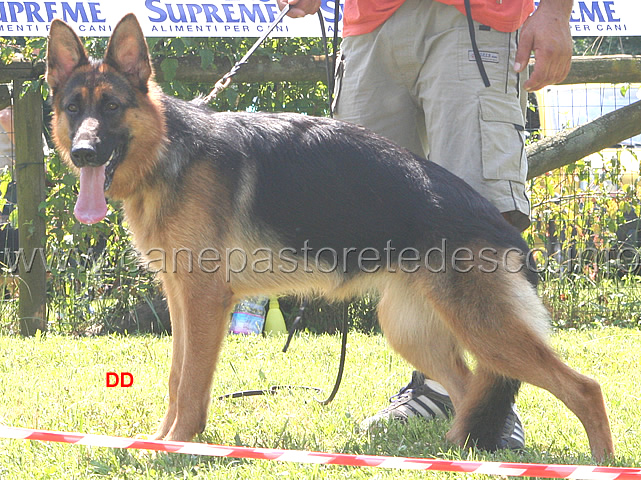075.jpg - Classe cucciolone femmine 5 Cris Alfons David