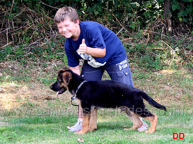 come-presentare-un-cane-09.jpg - Visto che bravo?