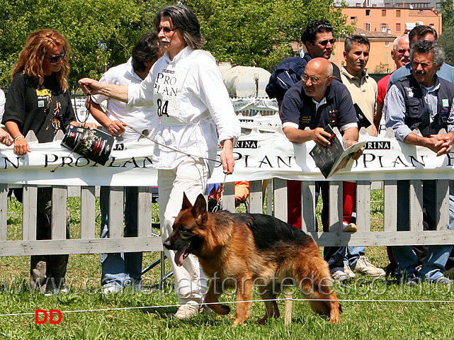Partenza-Giovani-maschi-Jack-del-Samengio.jpg - Partenza Giovani maschi: Jack del Samengio